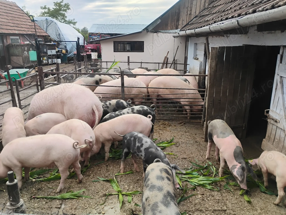 Vând porcii marele alb cu petrean