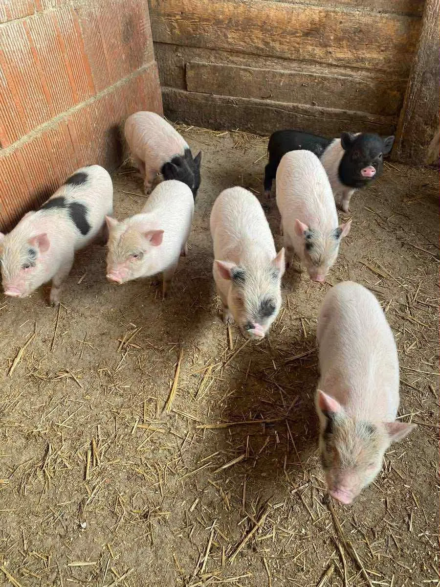  Vietnamezi de vânzare