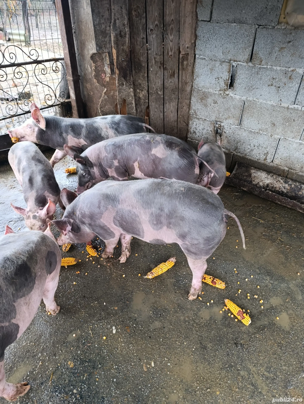 Grăsuni Pietrain belgian 