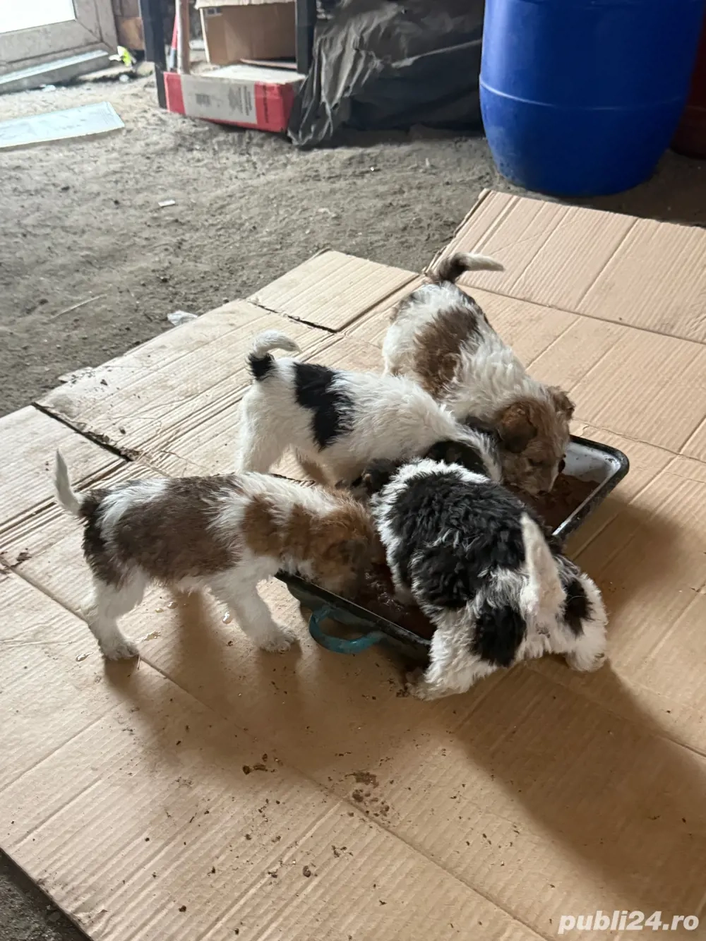 Vand căței Fox Terrier