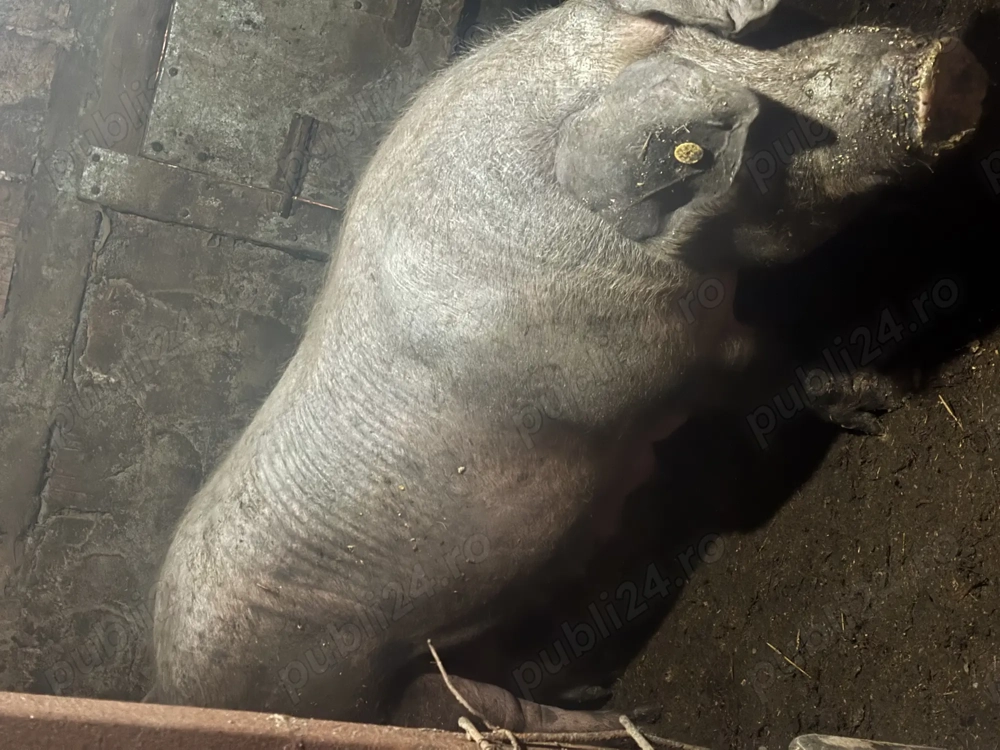 Oferta! Scroafă de vânzare peste 300kg
