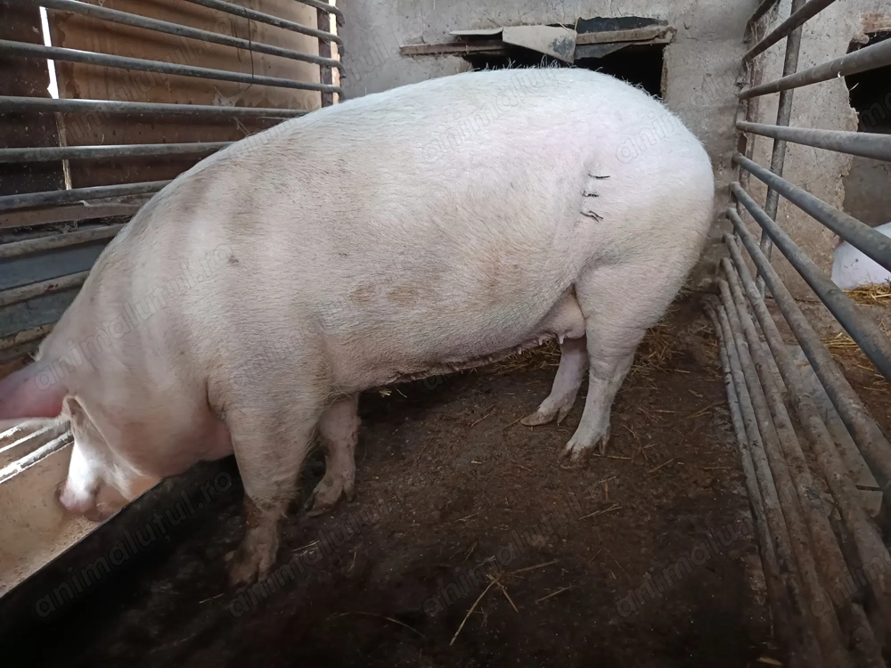 Porc din rasa marelui Alb 