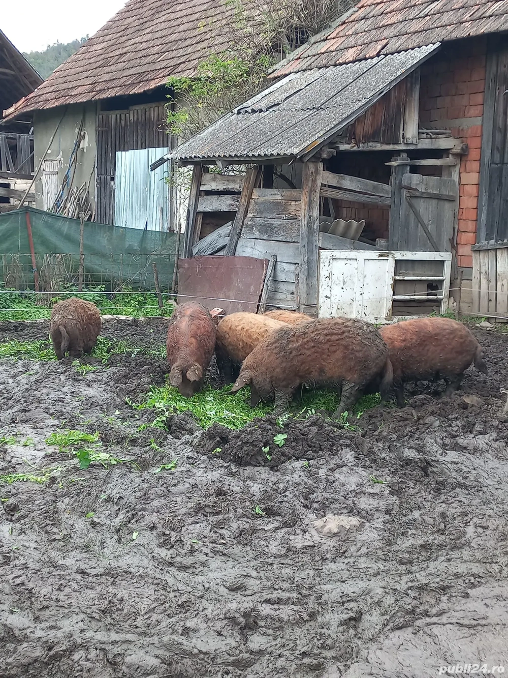 porci mangalita 