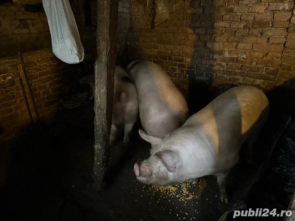 porci de vanzare 