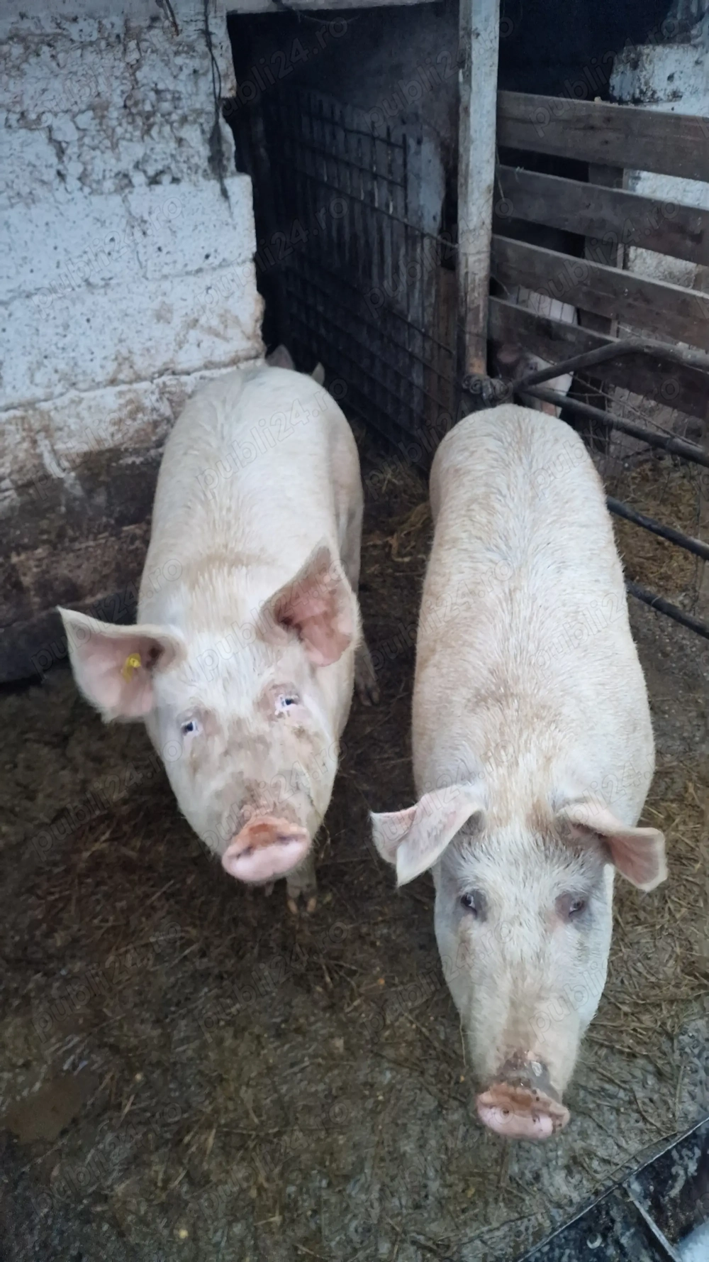 Vând porc pentru sacrificare