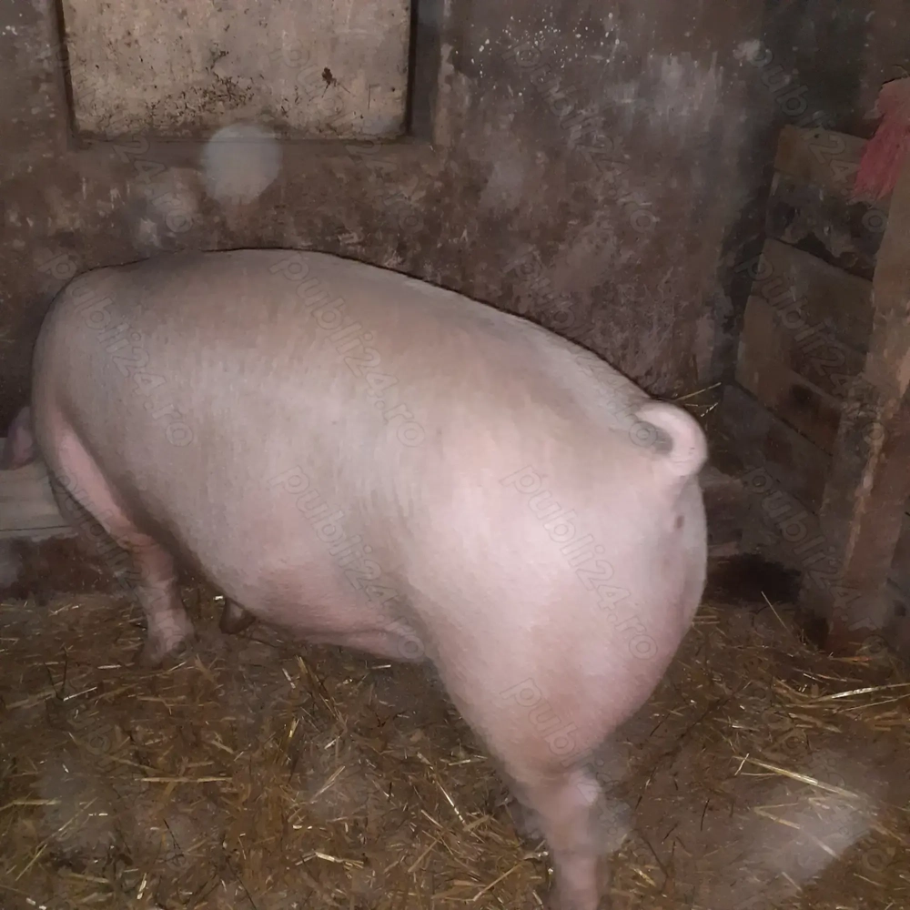 porci mari  
