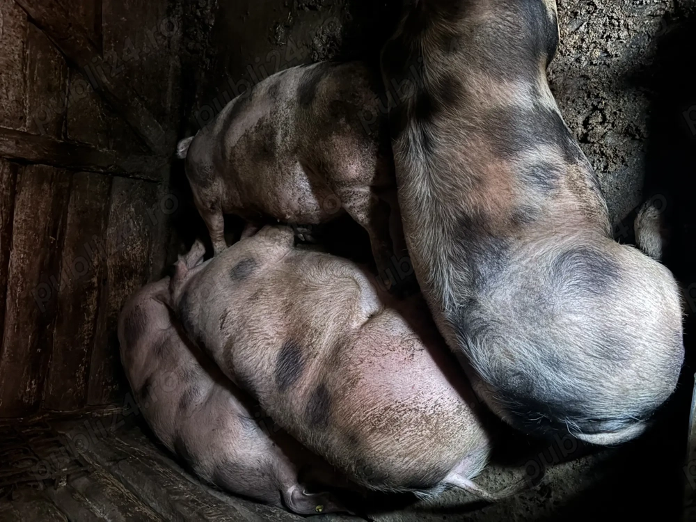 Vand 2 porci intre 180-220 de kg 15 lei kg