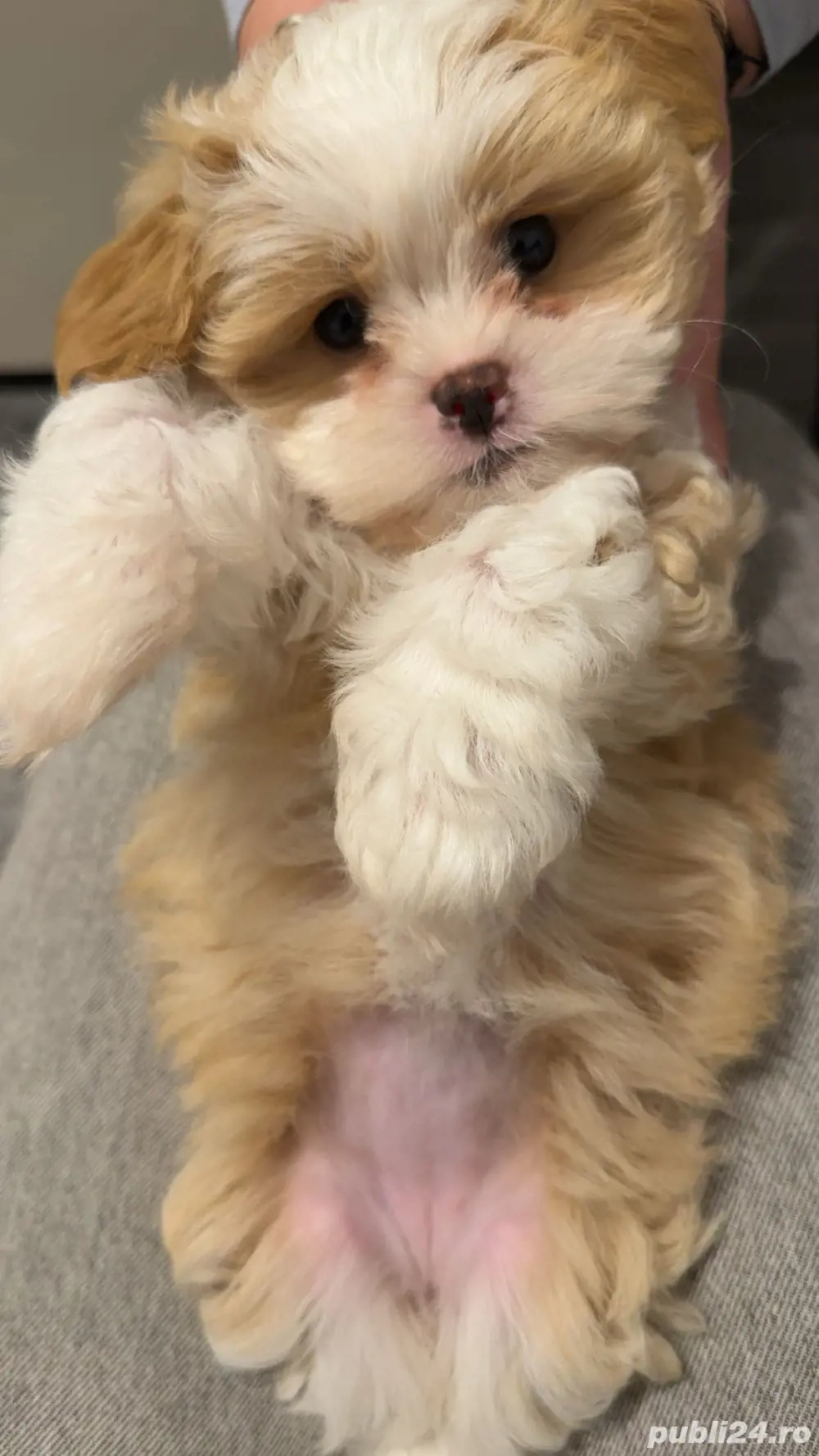 Vand maltipoo mini toy. 2 luni si 2 saptamani 