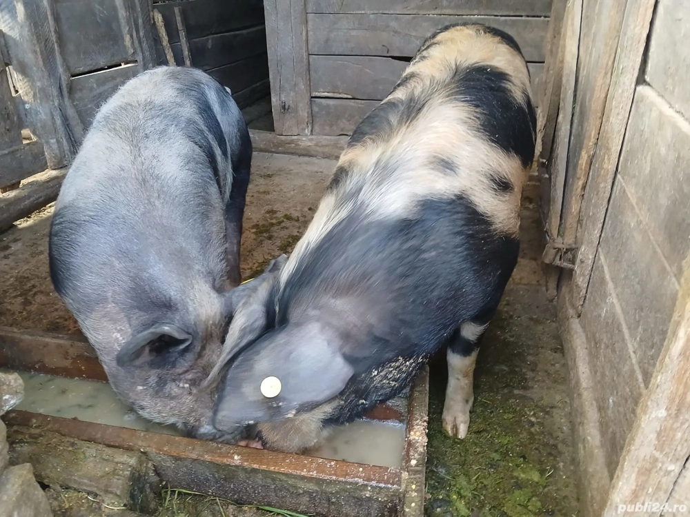 vând porci de taiat si tinut