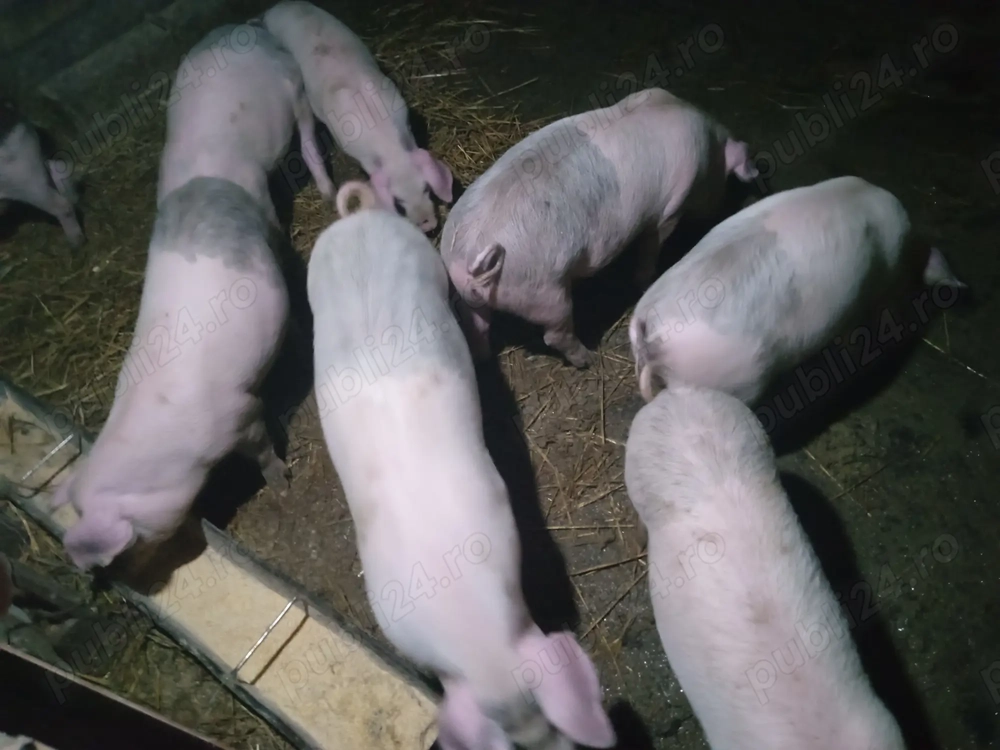 Purcei 14 săptămâni 