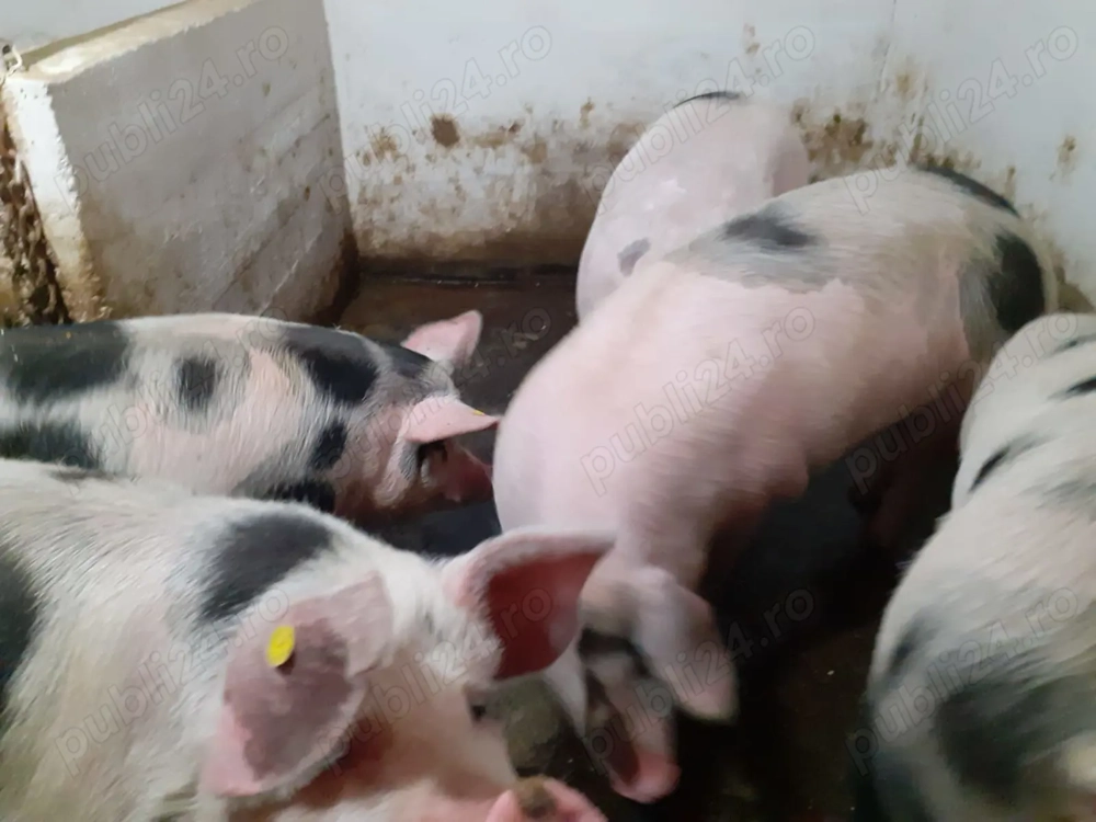 Vând porci grași rasa Pietrain