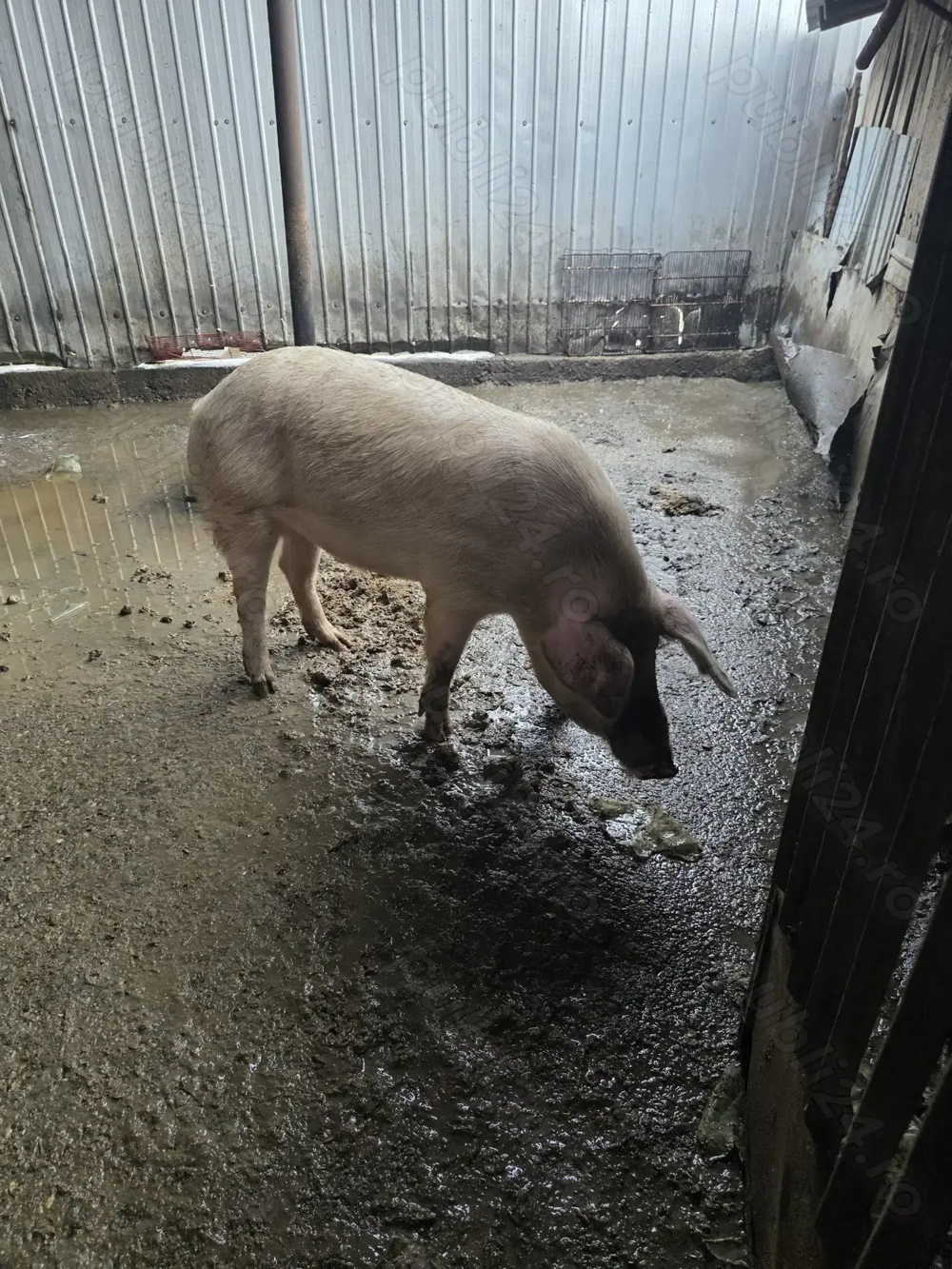 Porc de casă - 100kg