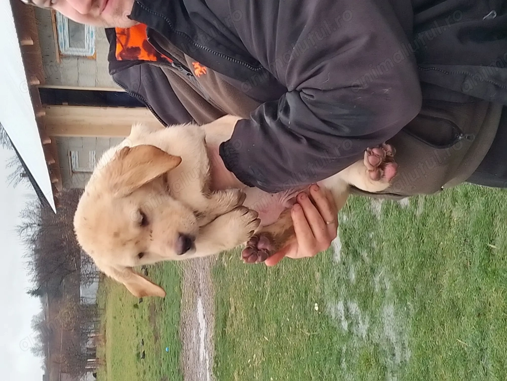 Vând cățel labrador retriever auriu