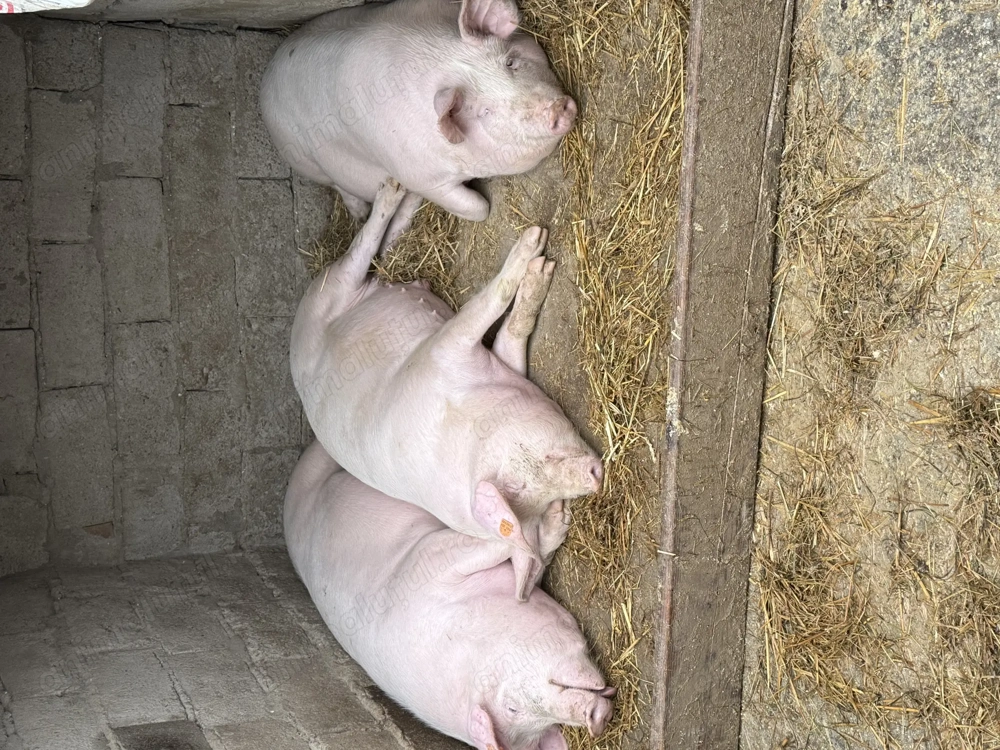 Vând porci de carne Landrace