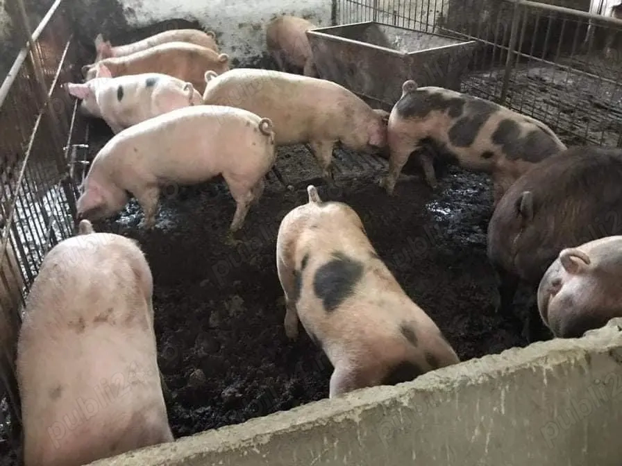 Porci de vânzare 