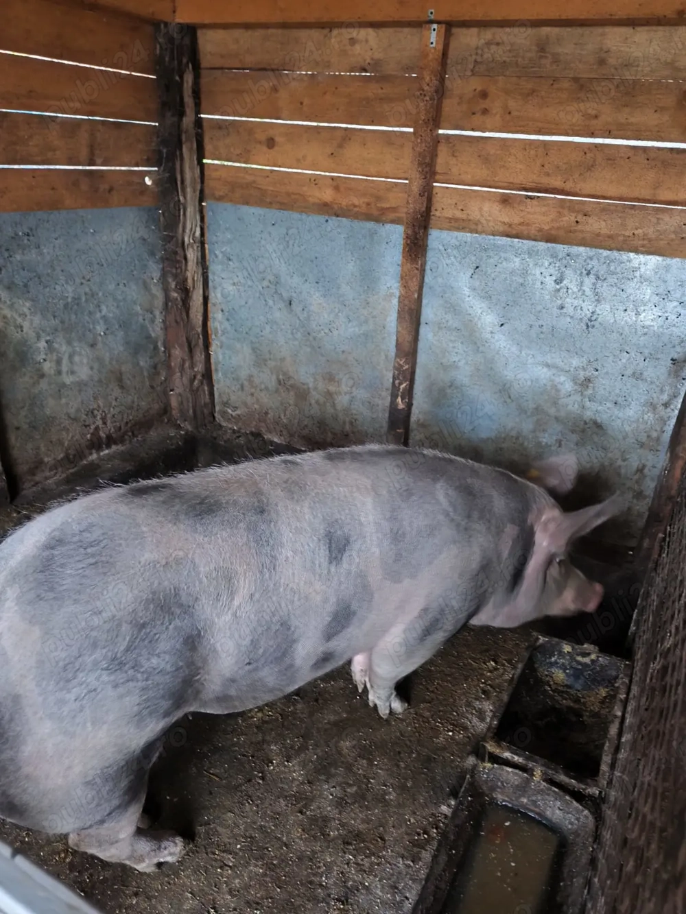 Porci de vânzare, crescuți bio, la curte