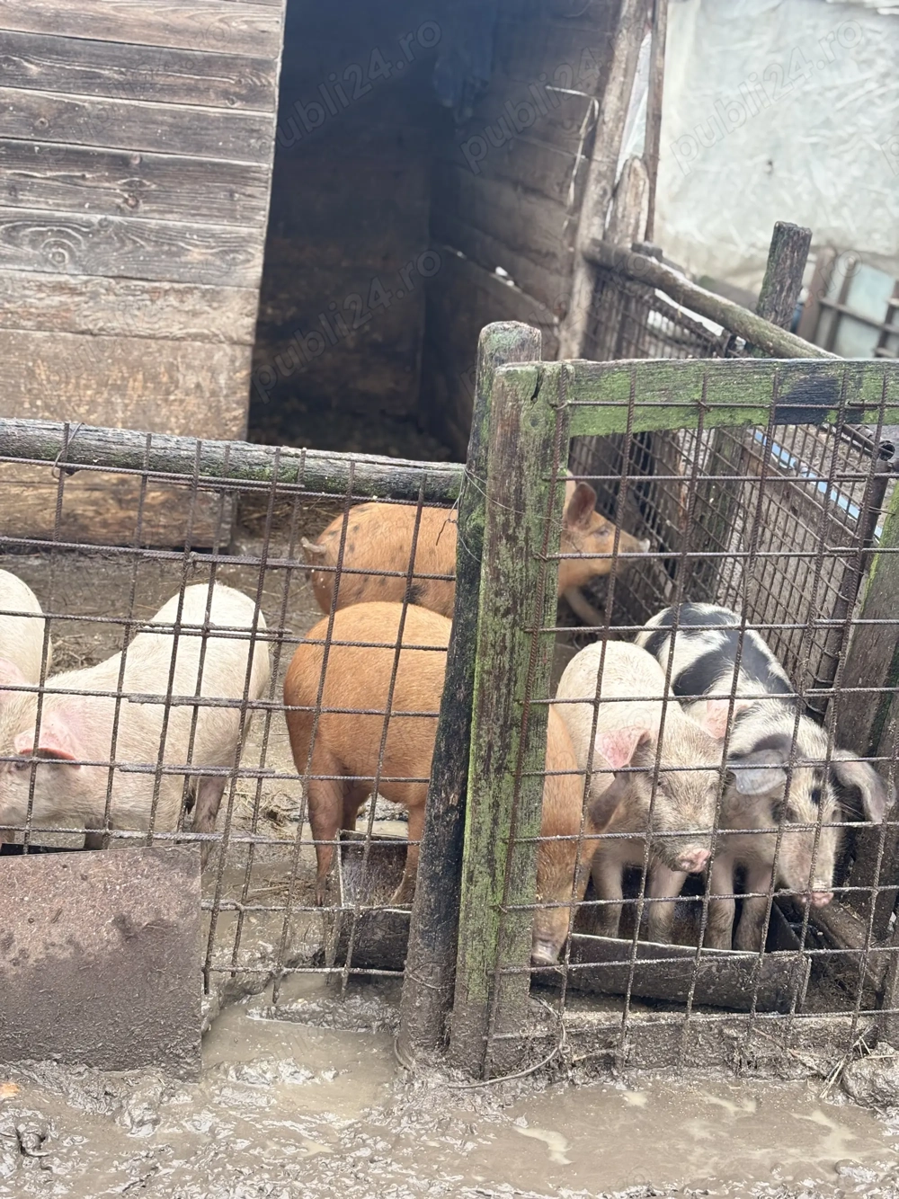 Purcei de vânzare 