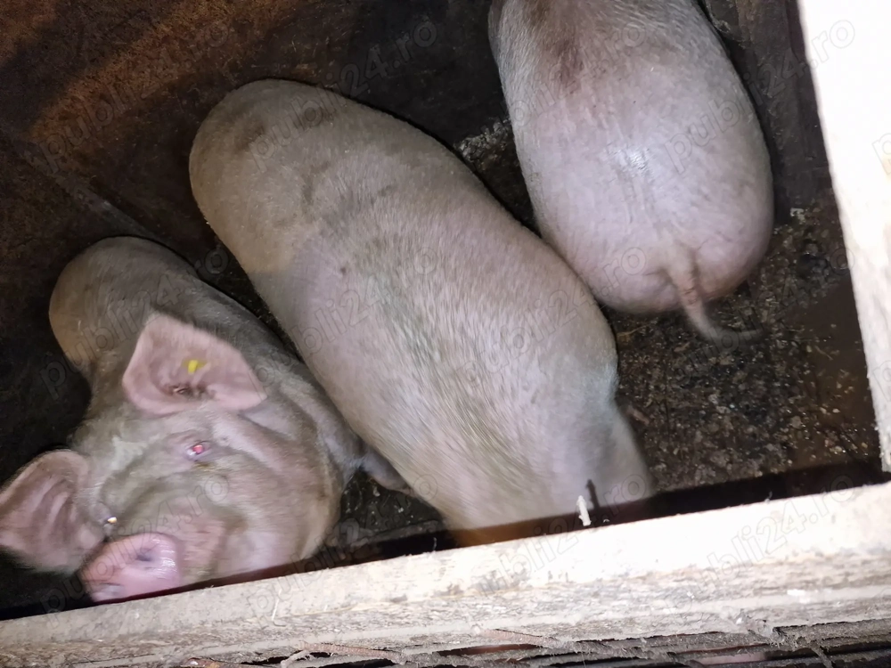 Vând porci de carne 