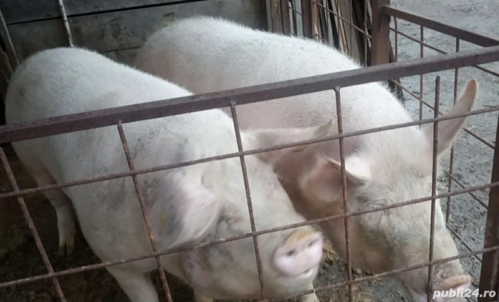 unul din doi la alegere