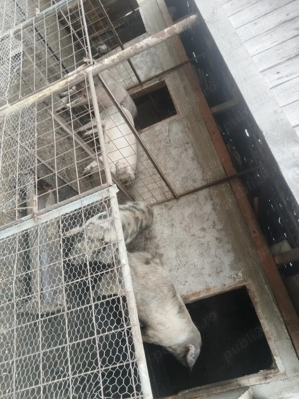 De vânzare 120 150kg