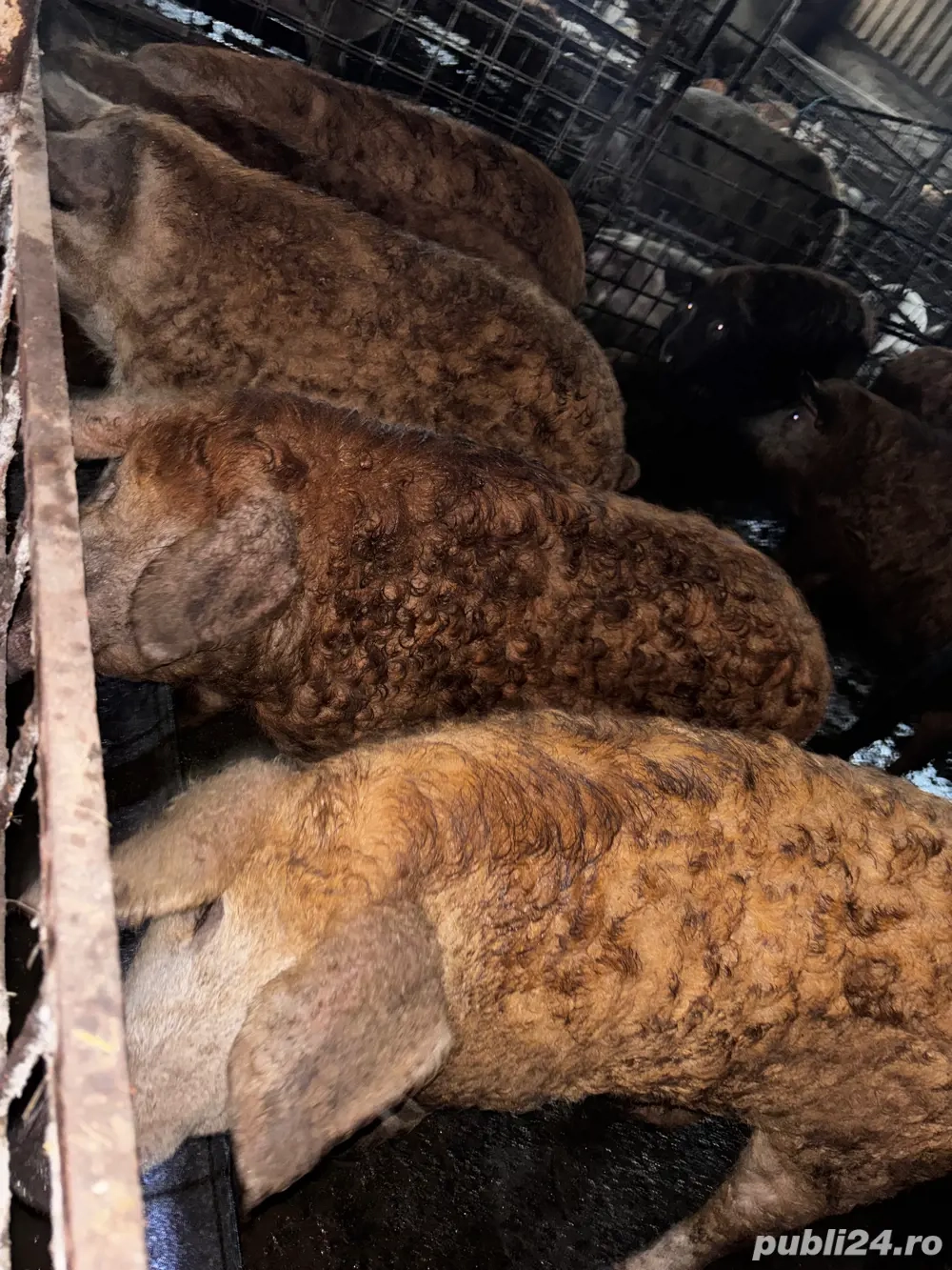 Porci mangalita de vanzare in viu sau taiat