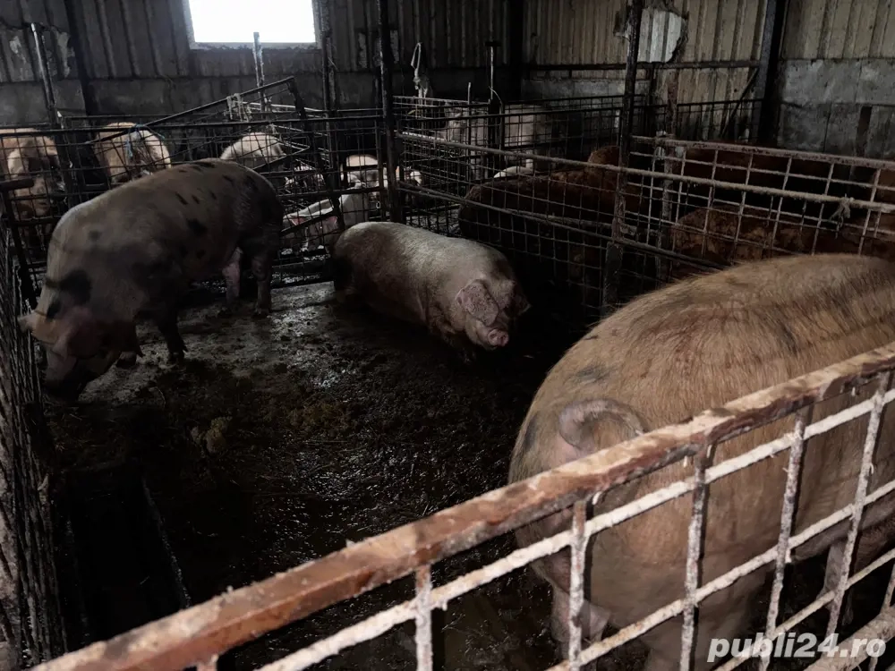 Porci de vanzare in viu sau la sfert   jumatate