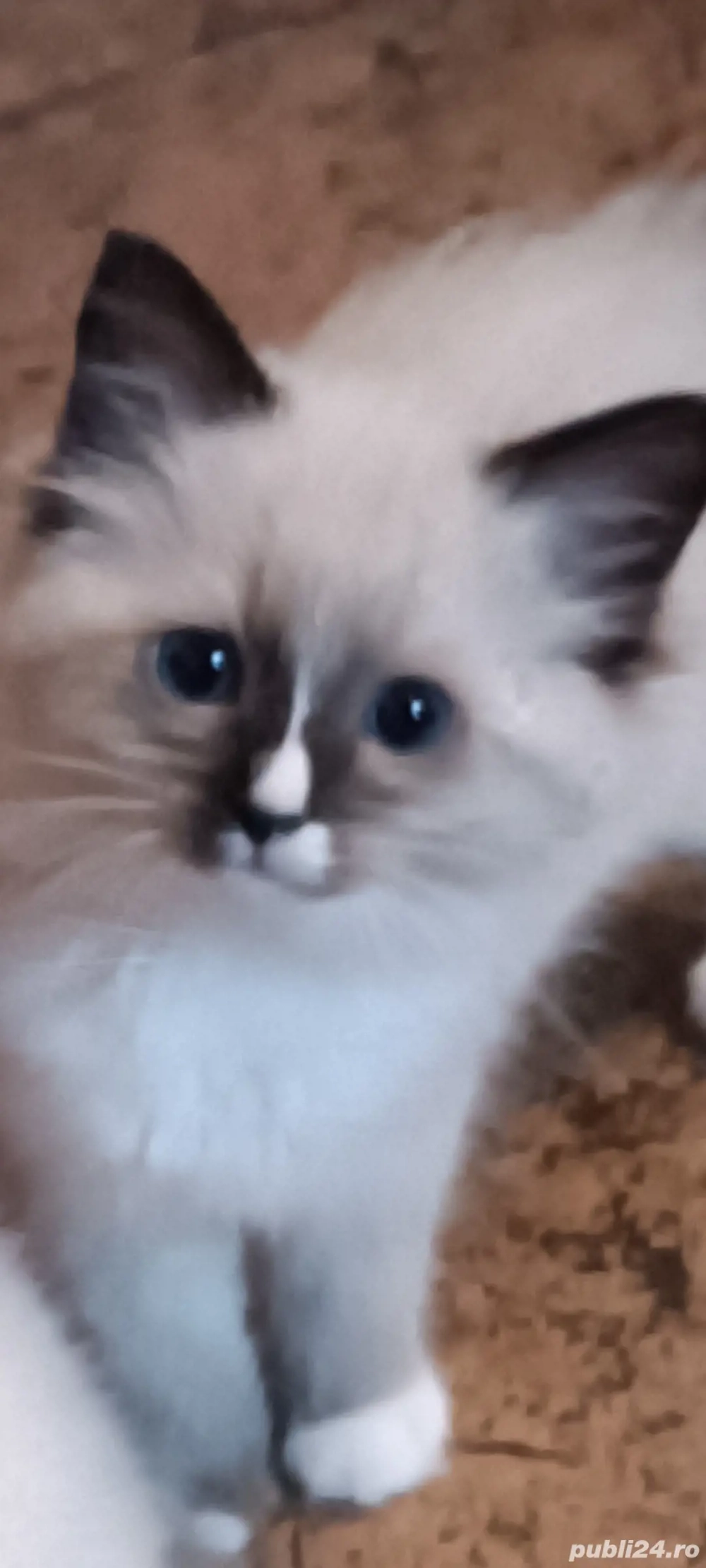 ragdoll  snowshoe!!!