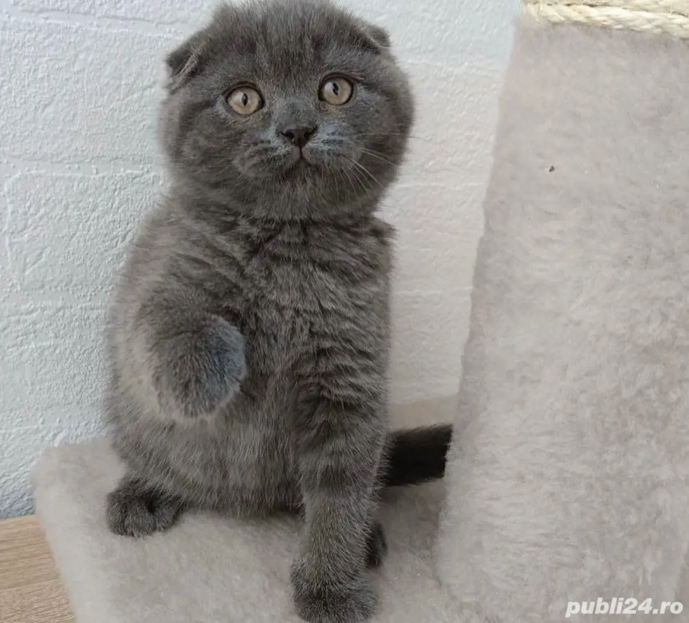 fold !!!asiguram transport 