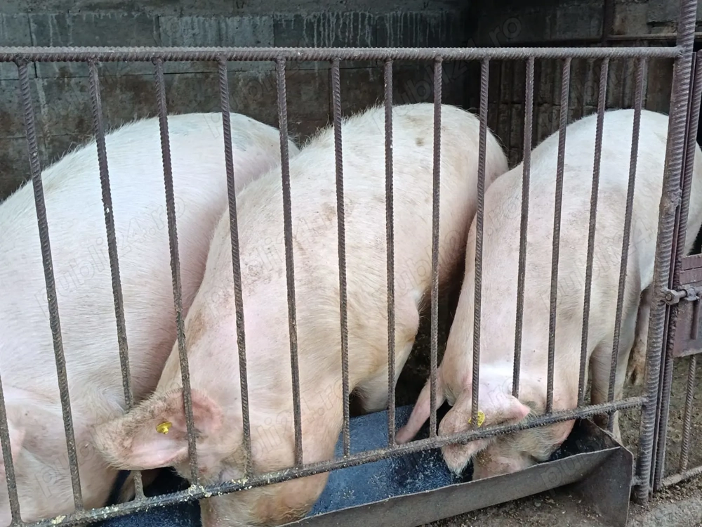 Vand porci pentru taiat