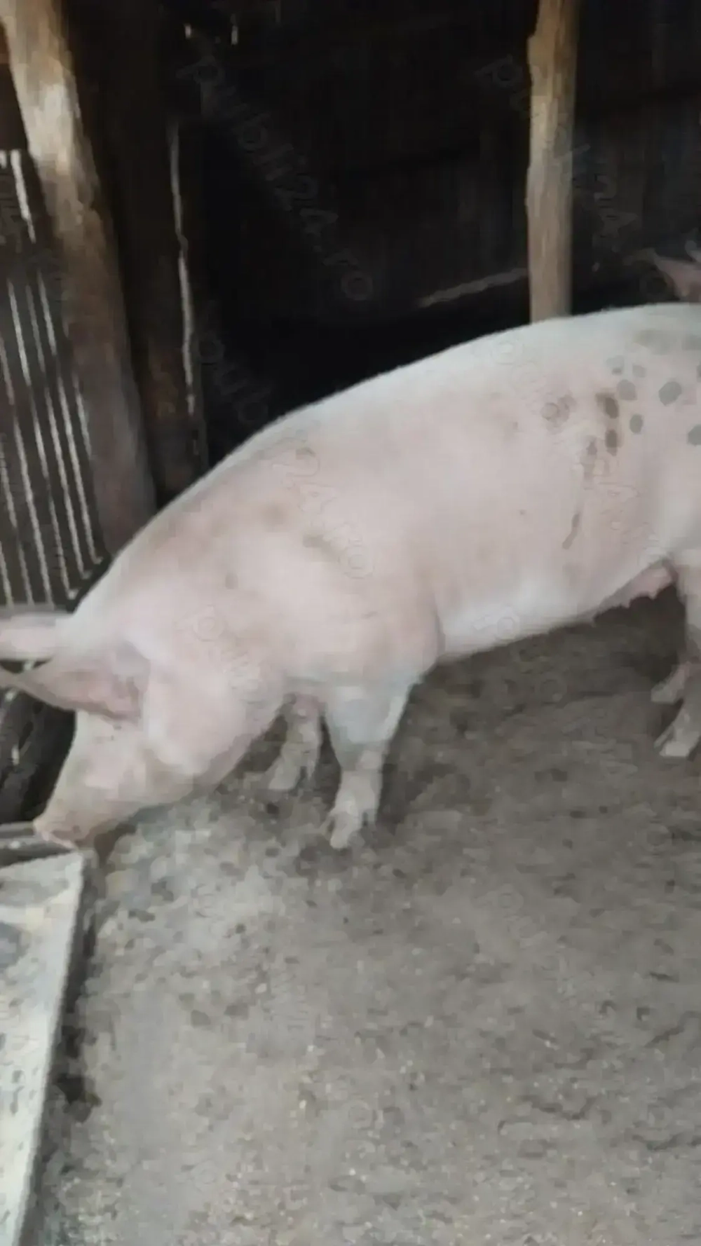 Porci de vanzare 