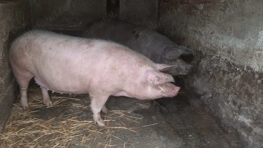 Vand porci 330kg-360kg