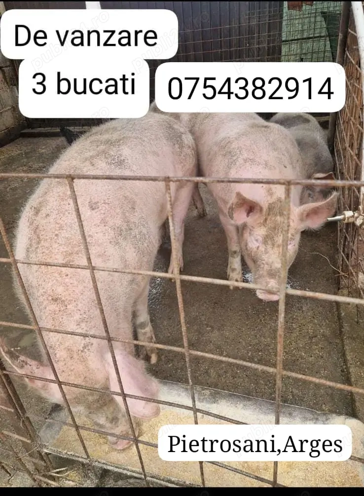 De vanzare porcii crescuti in gospodarie bio 