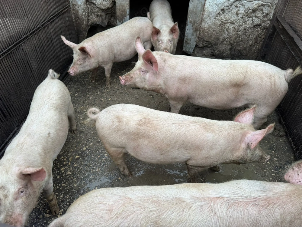 Vand porci 70-120 kg