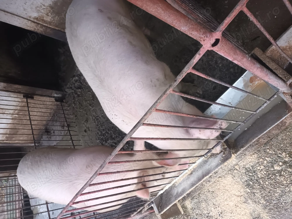 Porci de vânzare 