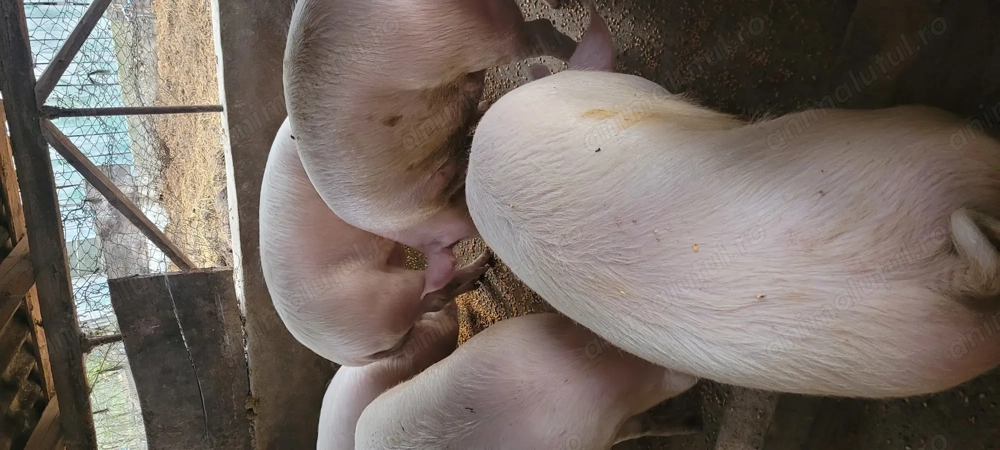 Porci grași aproximativ 200 kg