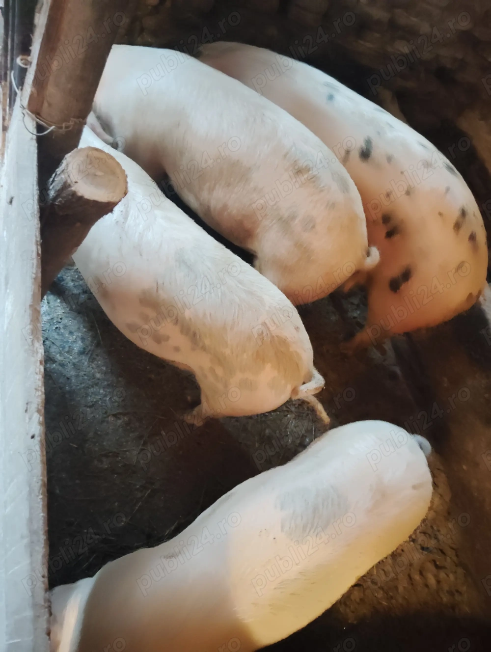 Vând porci crescuți în gospodărie 