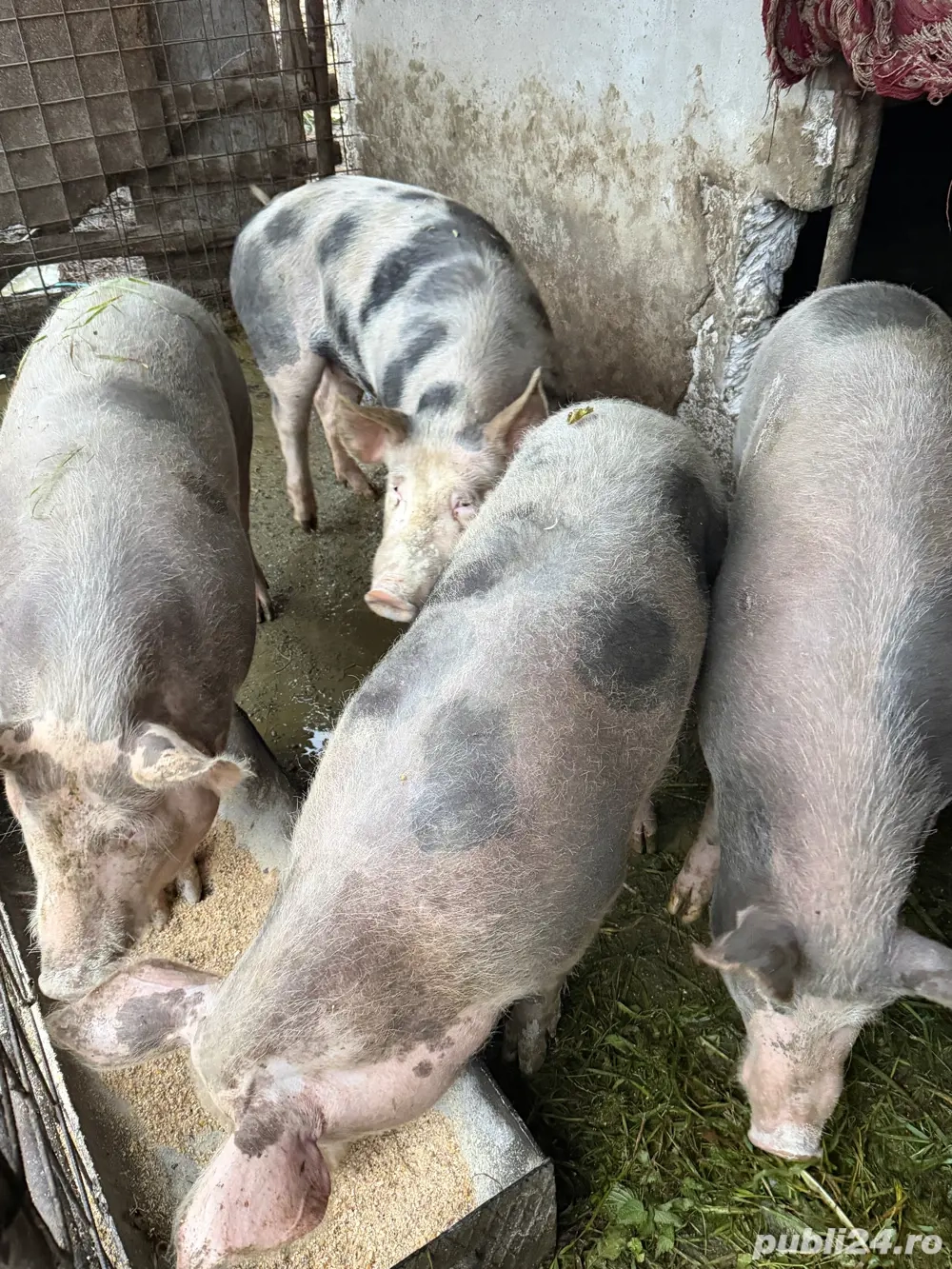 Porc pentru sacrificat 