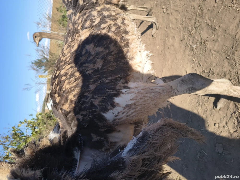 schimb cu viței  ori vând 