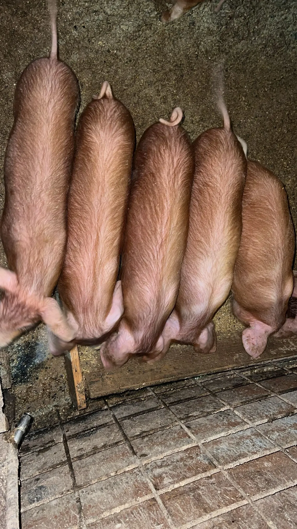 Vând purcei de 12 săptămâni