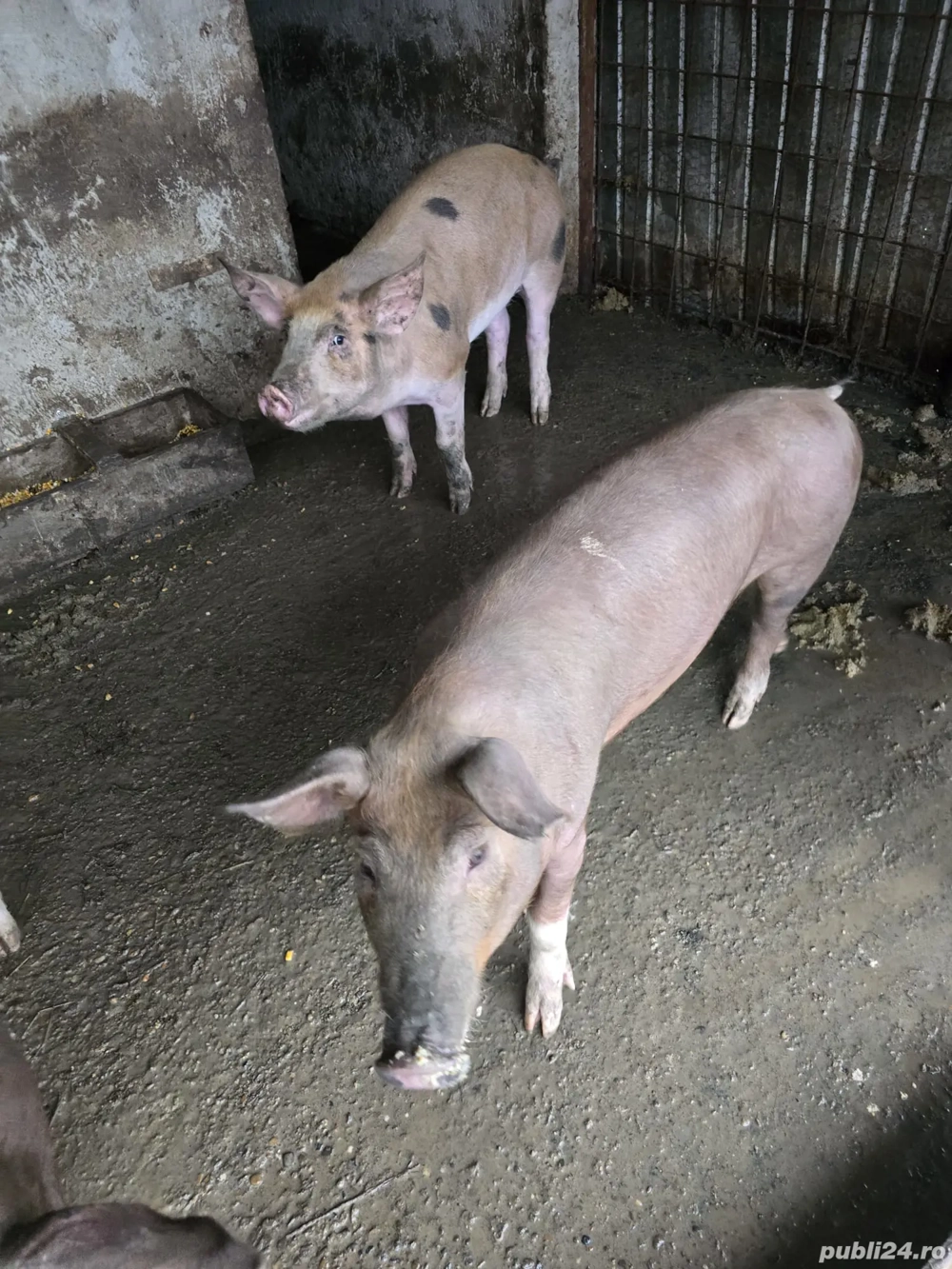 De vânzare porci rasa duroc