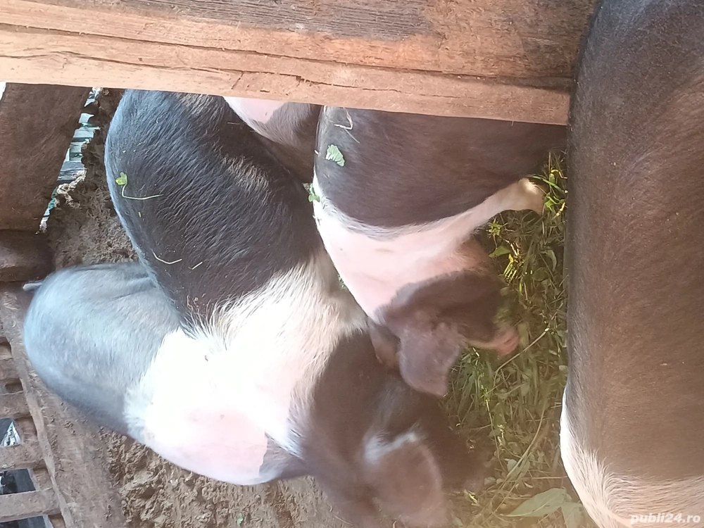 se dau 3  femele Bazna pt producție au 70 kg pret este 16 Lei kg 