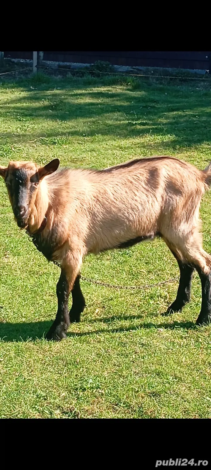 Alpine franceze de vânzare