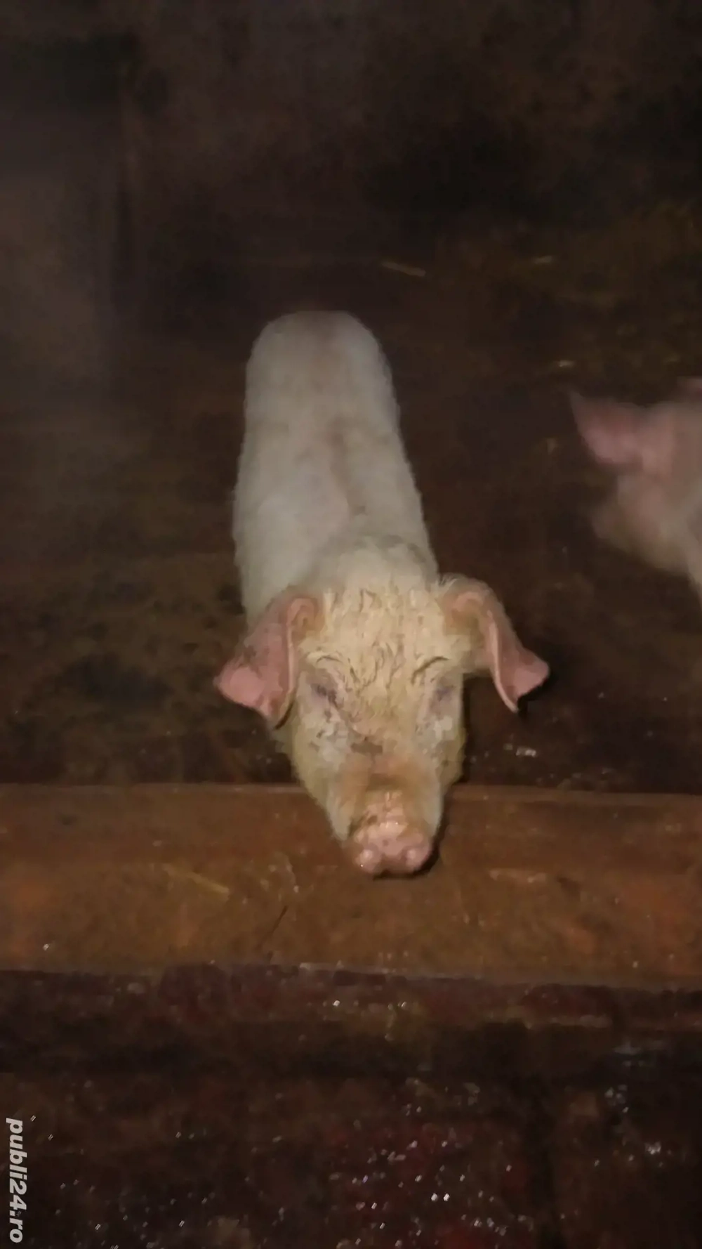 disbonibil spre vănzare o scofiță