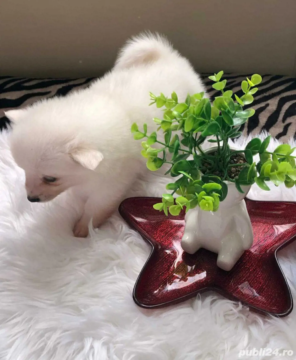 Pomeranian fetițele și baietei