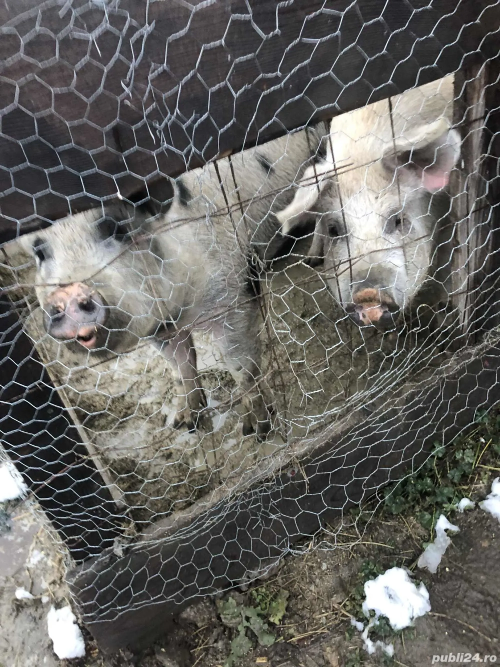 vand porci 14 lei kg 