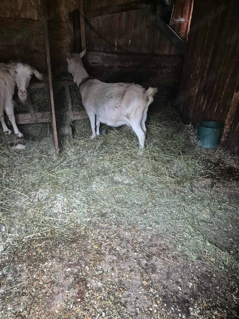 Vand 2 capre foarte bune de lapte 1trebuie să fete în 4saptamni