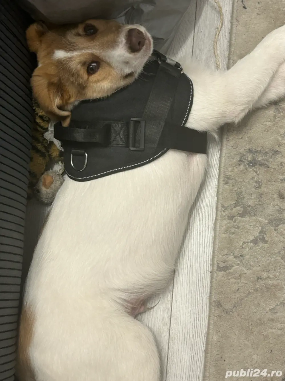 donez caine , urgent!!!!!