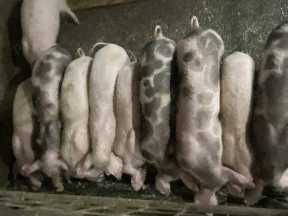 Purcei de casa de vânzare 