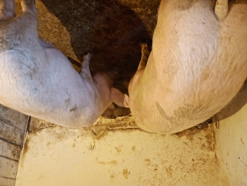 Porci vânzare Bihor 