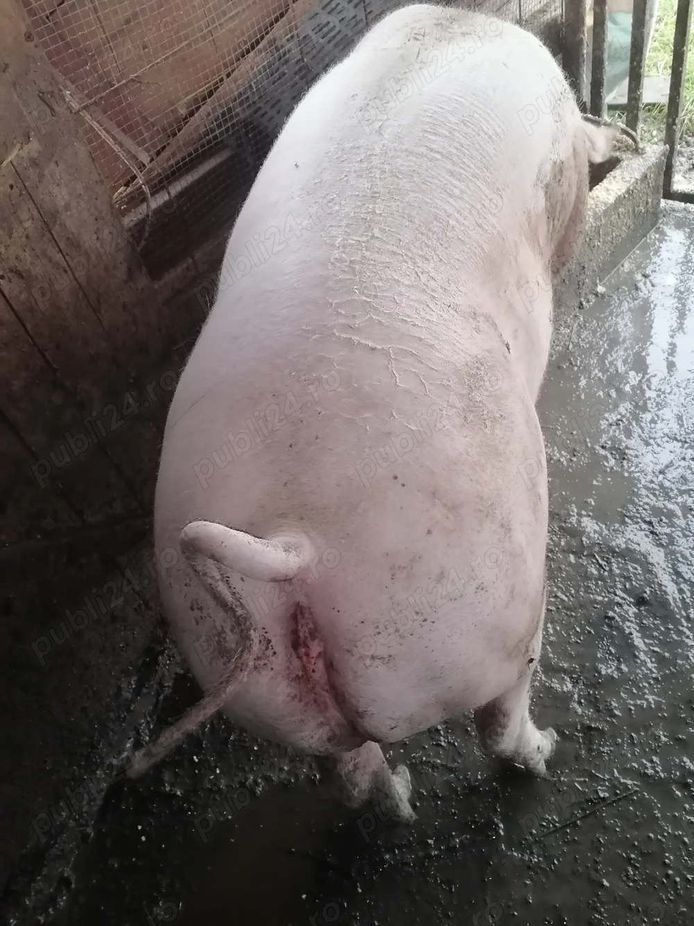 Vând porc rasă de carne crescut natural